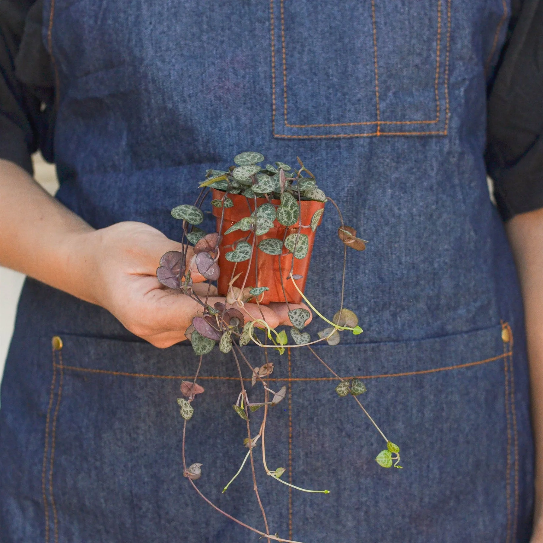Succulent 'String of Hearts' - Image 8