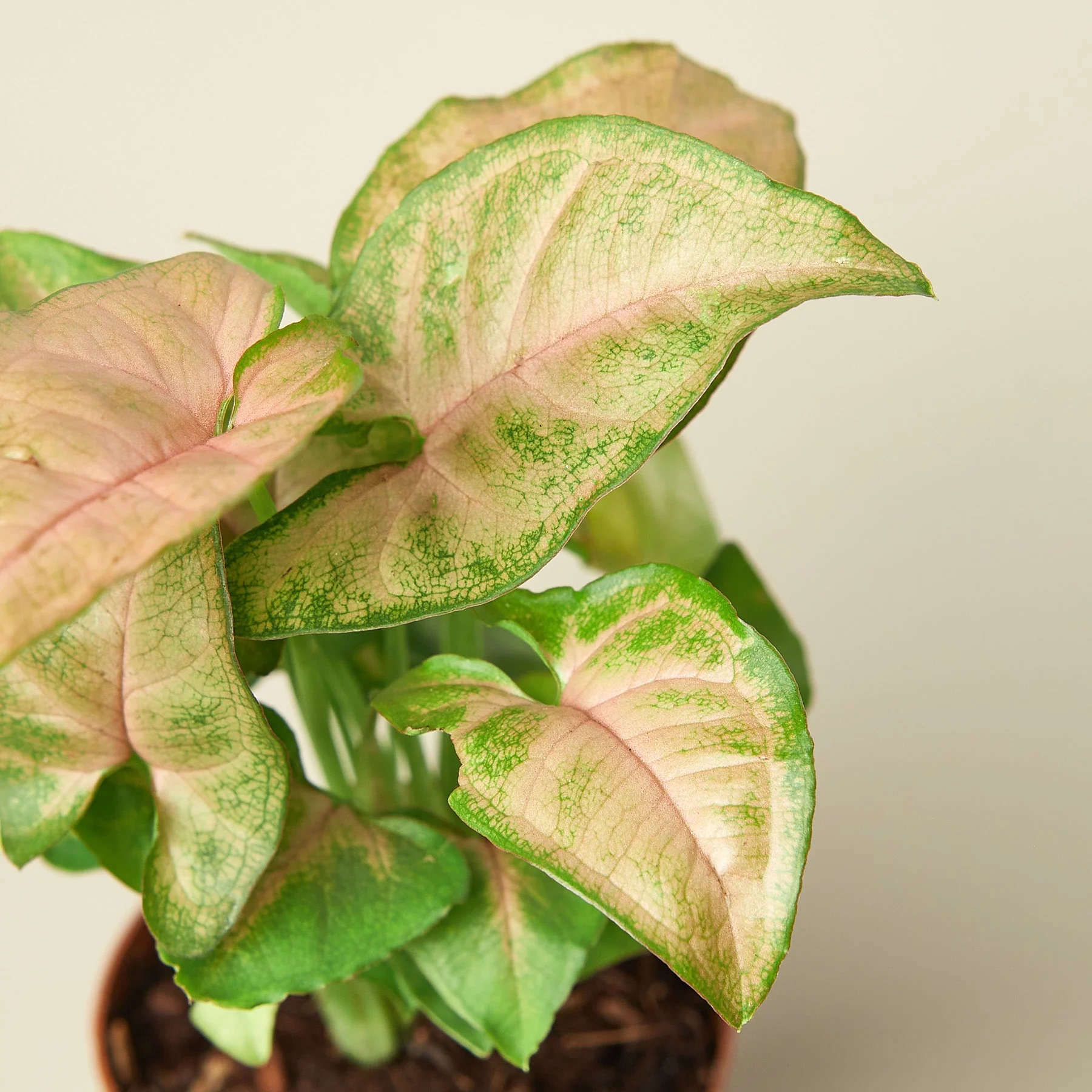 Syngonium 'Strawberry' - Image 6