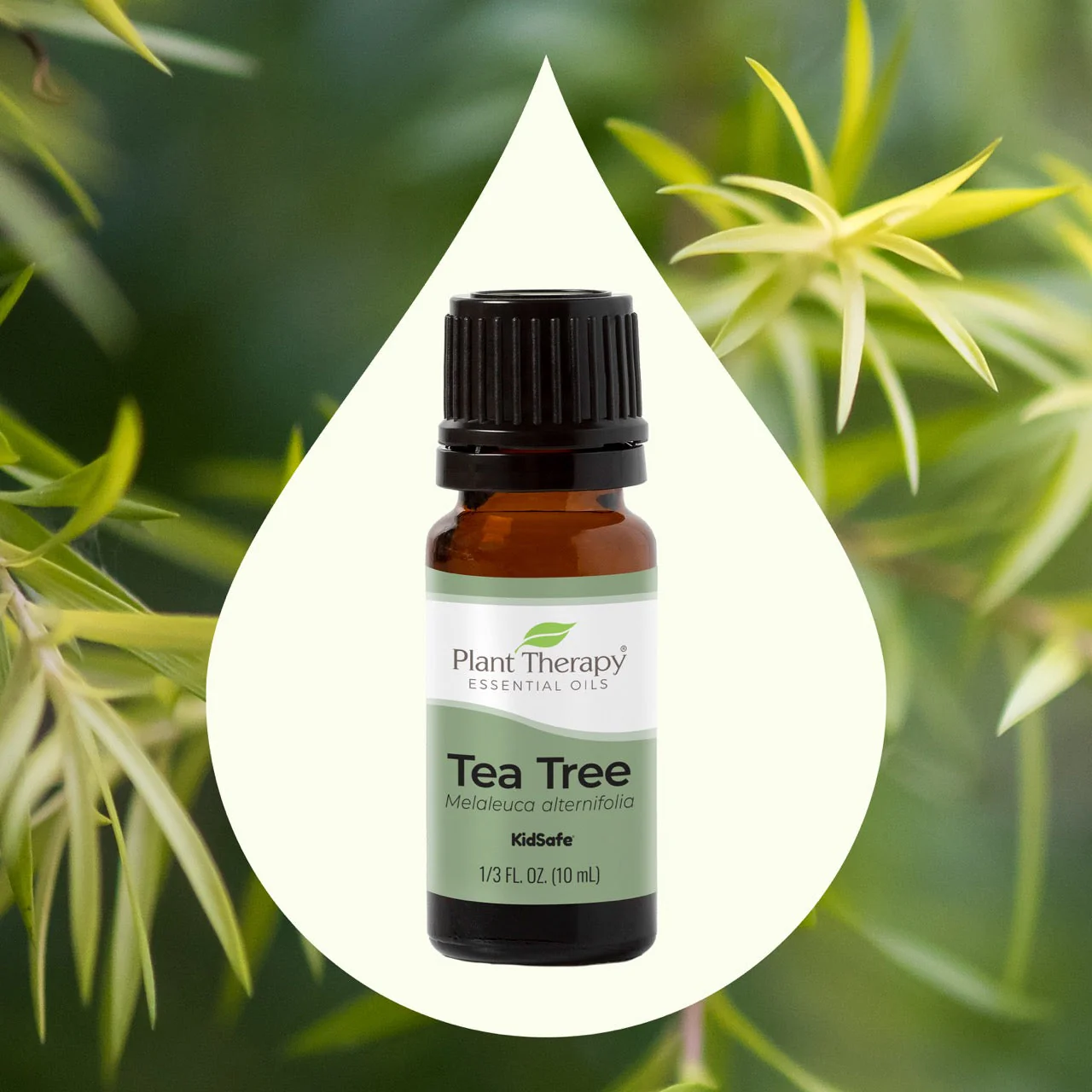 Tea Tree Essential Oil - Image 2