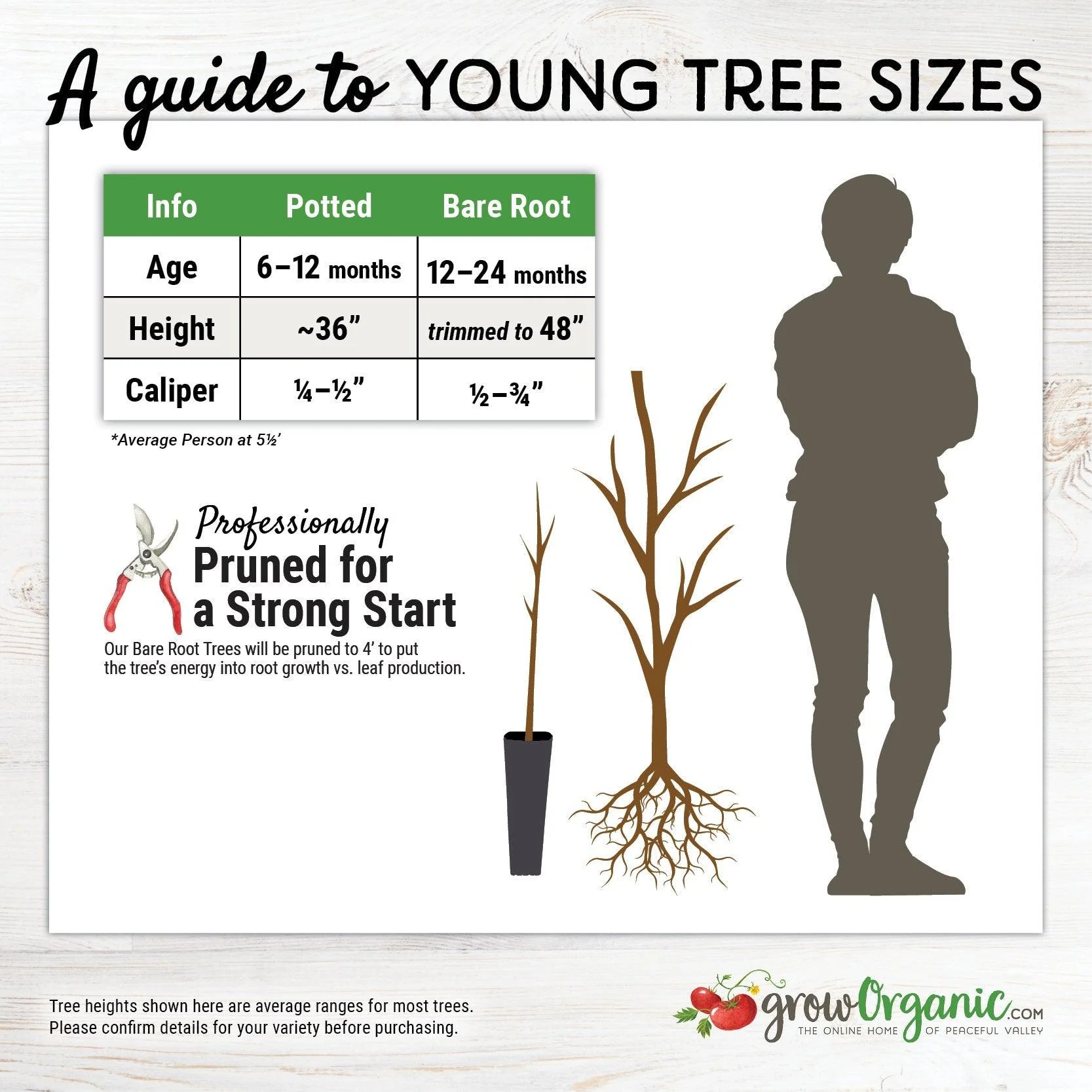 Tomcot Apricot Tree - Image 2