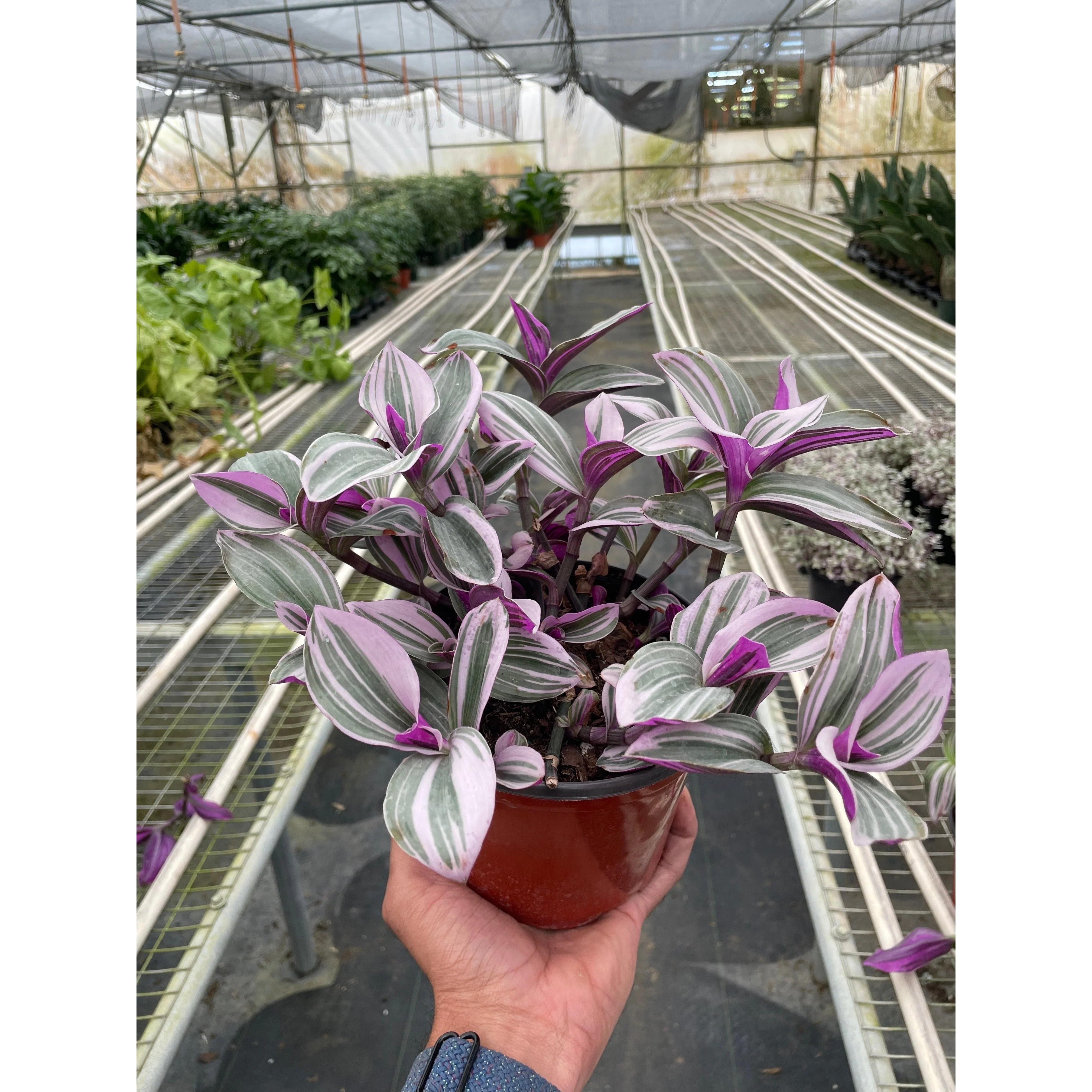 Tradescantia 'Nanouk' - Image 2