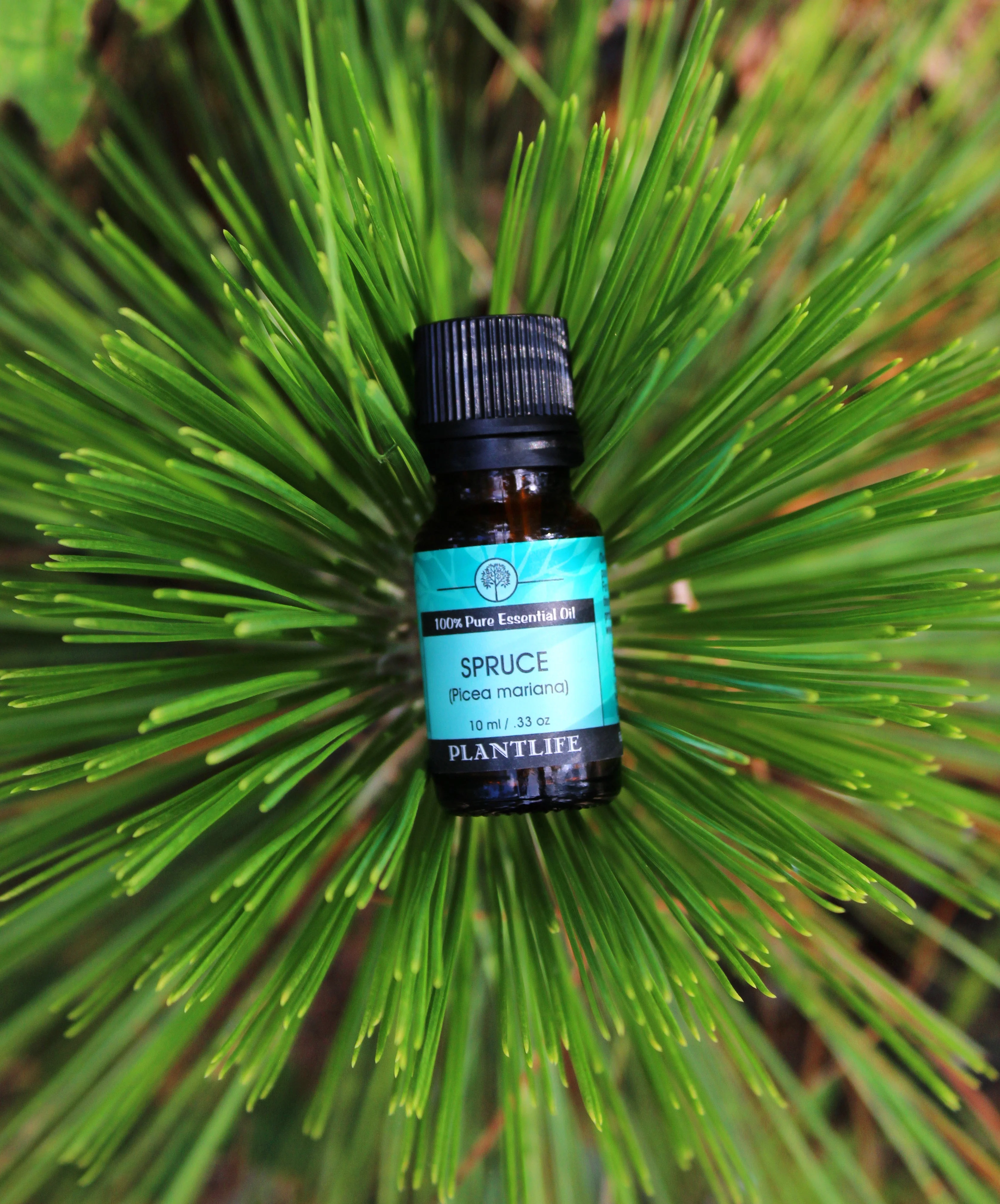 Tree Essential Oil Set - Image 3