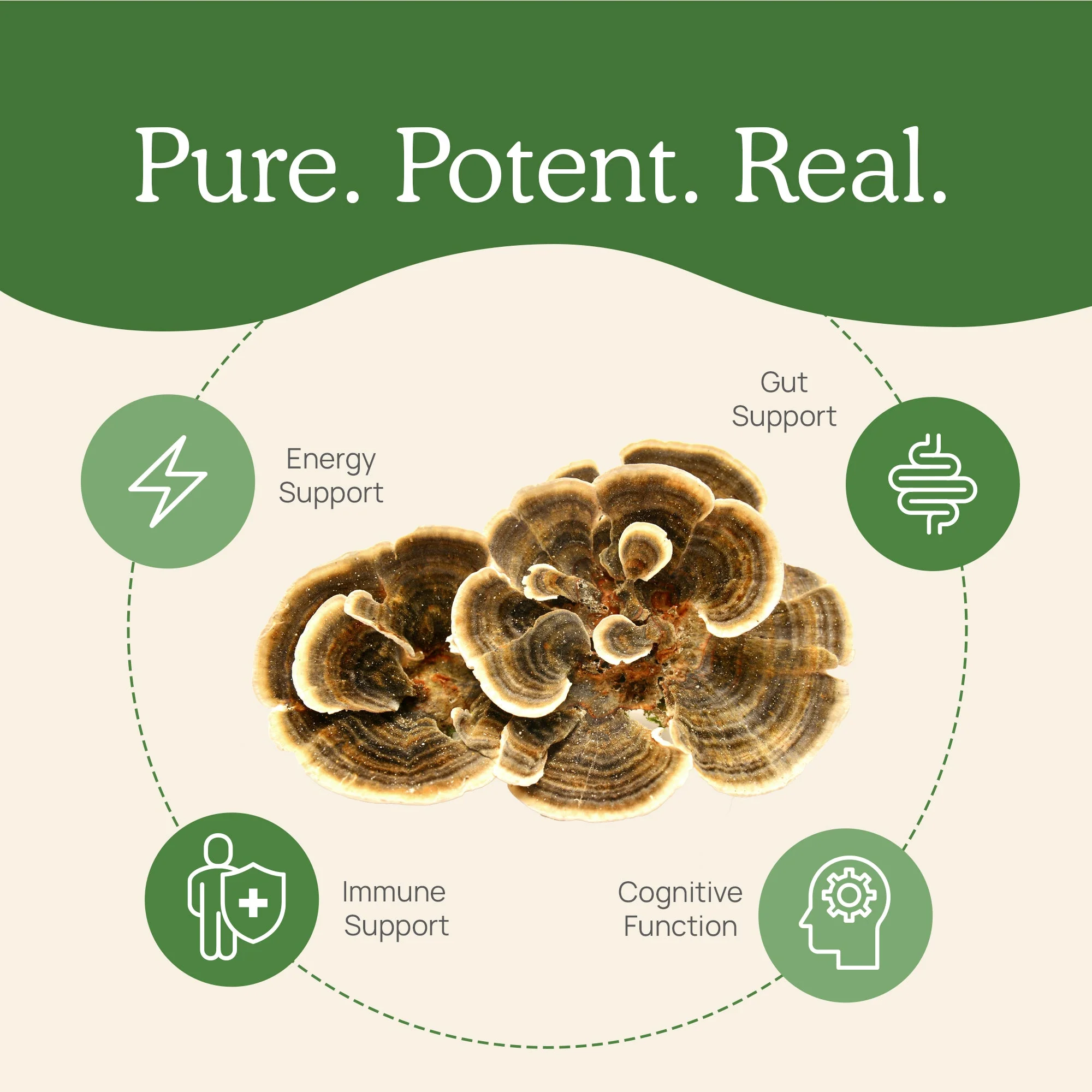 Turkey Tail Extract - Bulk Powder by Real Mushrooms - Image 4