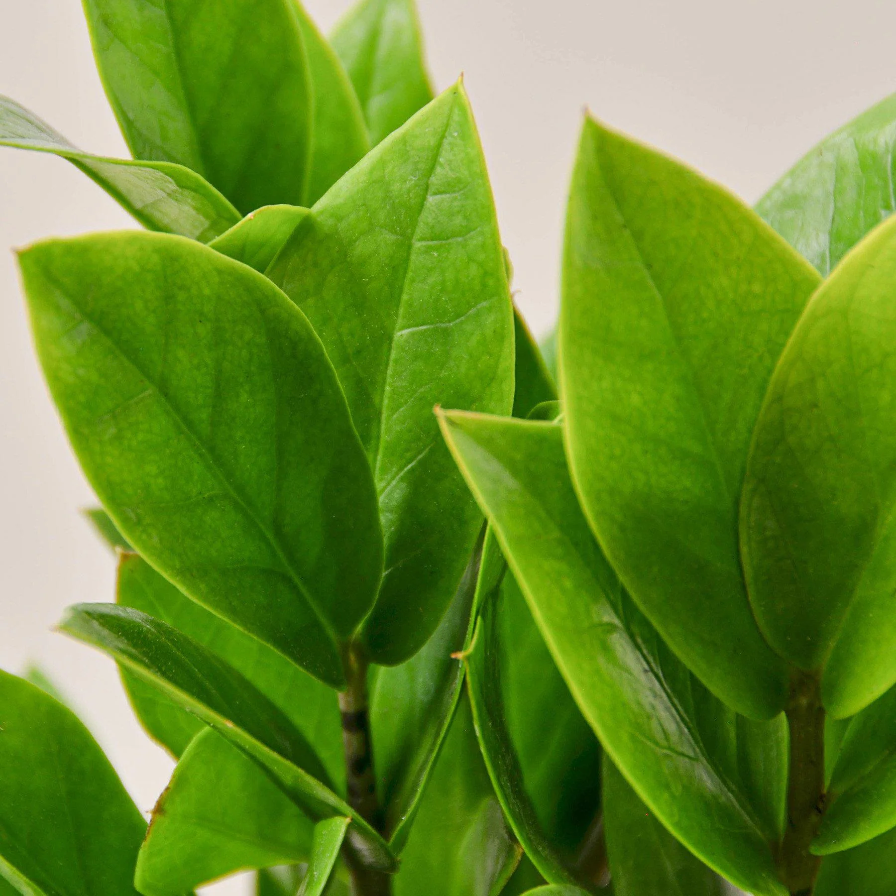 Zamioculcas Zamiifolia 'ZZ' - Image 3