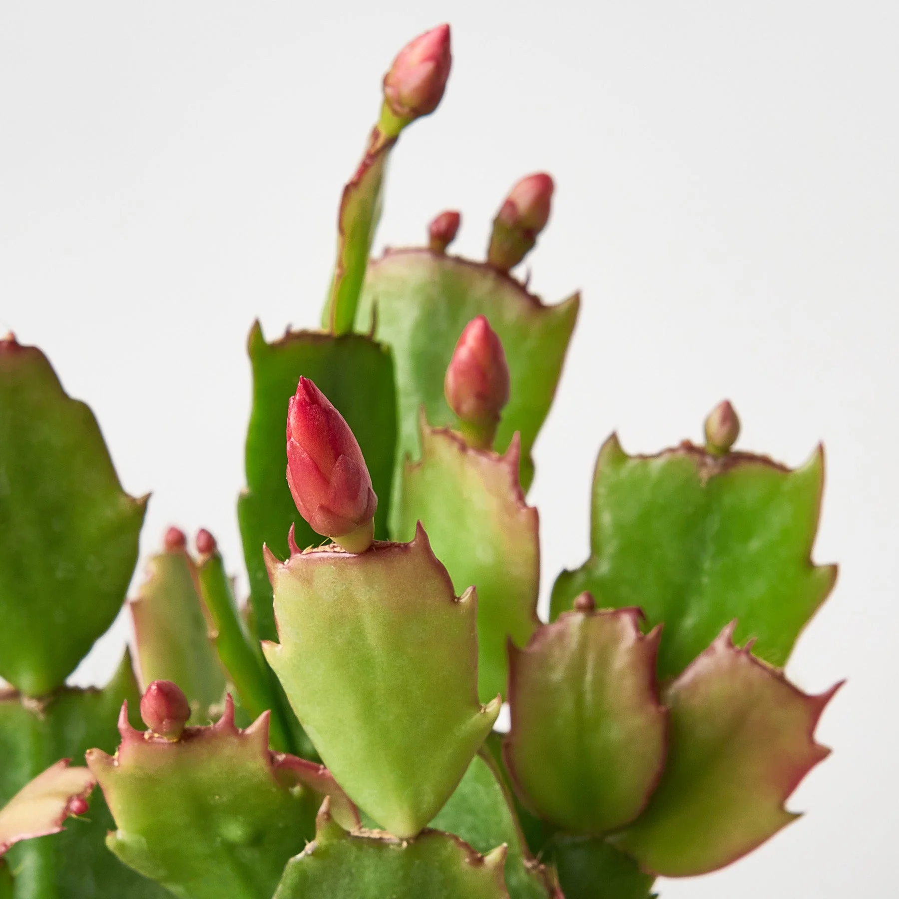 Zygocactus 'Christmas Cactus' - Image 2
